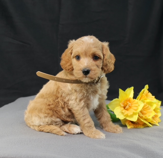 puppy, for, sale, Mini Goldencavadoodles, Ivan J. Stoltzfus, dog, breeder, Dornsife, PA, dog-breeder, puppy-for-sale, forsale, nearby, find, puppyfind, locator, puppylocator, aca